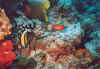 Sub18.jpg (116212 byte)
