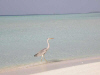 Isole Maldive Ranveli resort isola di Viligilivaru atollo di Ari Sud by Fabio