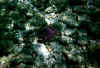 Ranveli20.jpg (62822 byte)