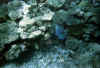 Ranveli21.jpg (61632 byte)