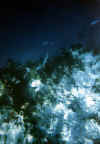 Ranveli22.jpg (32283 byte)