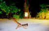 sc004.jpg (41790 byte)