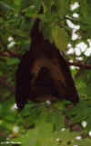 sc007.jpg (30354 byte)