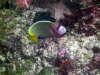 Isole Maldive  Vilu reef resort agosto 2003 isola di meedhufushi atollo di nilandhoo sud by Mara&Renato : pesci e coralli