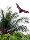 Maldive 023.jpg (53003 byte)