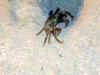 Maldive 051.jpg (50674 byte)