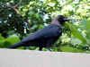 Maldive 0791.jpg (56515 byte)