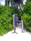 Maldive 0821.jpg (52947 byte)