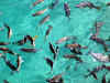 Maldive 109.jpg (59205 byte)