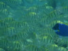 isole maldive fotografie snorkelling video informazioni notizie e consigli utili alimatha resort isola di alimatha atollo di felidhoo novembre 2008 by Paolo e Simona  (utente forum maldive Yoda)