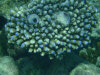 isole maldive fotografie snorkelling video informazioni notizie e consigli utili alimatha resort isola di alimatha atollo di felidhoo novembre 2008 by Paolo e Simona  (utente forum maldive Yoda)