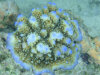 isole maldive fotografie snorkelling video informazioni notizie e consigli utili alimatha resort isola di alimatha atollo di felidhoo novembre 2008 by Paolo e Simona  (utente forum maldive Yoda)