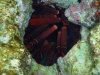isole maldive fotografie snorkelling video informazioni notizie e consigli utili alimatha resort isola di alimatha atollo di felidhoo novembre 2008 by Paolo e Simona  (utente forum maldive Yoda)