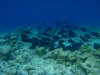 isole maldive fotografie snorkelling video informazioni notizie e consigli utili alimatha resort isola di alimatha atollo di felidhoo novembre 2008 by Paolo e Simona  (utente forum maldive Yoda)