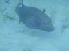 isole maldive fotografie snorkelling video informazioni notizie e consigli utili alimatha resort isola di alimatha atollo di felidhoo novembre 2008 by Paolo e Simona  (utente forum maldive Yoda)
