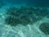 isole maldive fotografie snorkelling video informazioni notizie e consigli utili alimatha resort isola di alimatha atollo di felidhoo novembre 2008 by Paolo e Simona  (utente forum maldive Yoda)