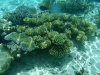 isole maldive fotografie snorkelling video informazioni notizie e consigli utili alimatha resort isola di alimatha atollo di felidhoo novembre 2008 by Paolo e Simona  (utente forum maldive Yoda)