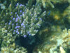 isole maldive fotografie snorkelling video informazioni notizie e consigli utili alimatha resort isola di alimatha atollo di felidhoo novembre 2008 by Paolo e Simona  (utente forum maldive Yoda)