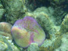 isole maldive fotografie snorkelling video informazioni notizie e consigli utili alimatha resort isola di alimatha atollo di felidhoo novembre 2008 by Paolo e Simona  (utente forum maldive Yoda)