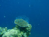 isole maldive fotografie snorkelling video informazioni notizie e consigli utili alimatha resort isola di alimatha atollo di felidhoo novembre 2008 by Paolo e Simona  (utente forum maldive Yoda)