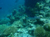 isole maldive fotografie snorkelling video informazioni notizie e consigli utili alimatha resort isola di alimatha atollo di felidhoo novembre 2008 by Paolo e Simona  (utente forum maldive Yoda)