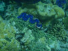 isole maldive fotografie snorkelling video informazioni notizie e consigli utili alimatha resort isola di alimatha atollo di felidhoo novembre 2008 by Paolo e Simona  (utente forum maldive Yoda)