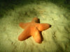 isole maldive fotografie snorkelling video informazioni notizie e consigli utili alimatha resort isola di alimatha atollo di felidhoo novembre 2008 by Paolo e Simona  (utente forum maldive Yoda)