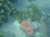 isole maldive fotografie snorkelling video informazioni notizie e consigli utili alimatha resort isola di alimatha atollo di felidhoo novembre 2008 by Paolo e Simona  (utente forum maldive Yoda)