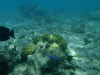 isole maldive fotografie snorkelling video informazioni notizie e consigli utili alimatha resort isola di alimatha atollo di felidhoo novembre 2008 by Paolo e Simona  (utente forum maldive Yoda)
