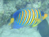 isole maldive fotografie snorkelling video informazioni notizie e consigli utili alimatha resort isola di alimatha atollo di felidhoo novembre 2008 by Paolo e Simona  (utente forum maldive Yoda)