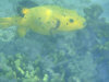isole maldive fotografie snorkelling video informazioni notizie e consigli utili alimatha resort isola di alimatha atollo di felidhoo novembre 2008 by Paolo e Simona  (utente forum maldive Yoda)