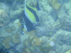 isole maldive fotografie snorkelling video informazioni notizie e consigli utili alimatha resort isola di alimatha atollo di felidhoo novembre 2008 by Paolo e Simona  (utente forum maldive Yoda)