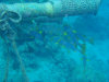 isole maldive fotografie snorkelling video informazioni notizie e consigli utili alimatha resort isola di alimatha atollo di felidhoo novembre 2008 by Paolo e Simona  (utente forum maldive Yoda)