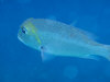 isole maldive fotografie snorkelling video informazioni notizie e consigli utili alimatha resort isola di alimatha atollo di felidhoo novembre 2008 by Paolo e Simona  (utente forum maldive Yoda)