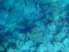 isole maldive fotografie snorkelling video informazioni notizie e consigli utili alimatha resort isola di alimatha atollo di felidhoo novembre 2008 by Paolo e Simona  (utente forum maldive Yoda)