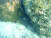 isole maldive fotografie snorkelling video informazioni notizie e consigli utili alimatha resort isola di alimatha atollo di felidhoo novembre 2008 by Paolo e Simona  (utente forum maldive Yoda)