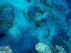 isole maldive fotografie snorkelling video informazioni notizie e consigli utili alimatha resort isola di alimatha atollo di felidhoo novembre 2008 by Paolo e Simona  (utente forum maldive Yoda)