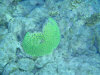 isole maldive fotografie snorkelling video informazioni notizie e consigli utili alimatha resort isola di alimatha atollo di felidhoo novembre 2008 by Paolo e Simona  (utente forum maldive Yoda)