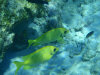 isole maldive fotografie snorkelling video informazioni notizie e consigli utili alimatha resort isola di alimatha atollo di felidhoo novembre 2008 by Paolo e Simona  (utente forum maldive Yoda)