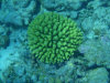 isole maldive fotografie snorkelling video informazioni notizie e consigli utili alimatha resort isola di alimatha atollo di felidhoo novembre 2008 by Paolo e Simona  (utente forum maldive Yoda)