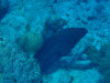 isole maldive fotografie snorkelling video informazioni notizie e consigli utili alimatha resort isola di alimatha atollo di felidhoo novembre 2008 by Paolo e Simona  (utente forum maldive Yoda)