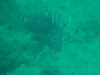 isole maldive asdu il diving foto photo informazioni notizie utili isole maldive asdu sun island resort isola di asdhoo atollo di male nord novembre 2005 by Stefano, Paola, Francesca, Roberto, Marina, Lorenzo, Silvia e Paolo