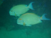 isole maldive asdu il diving foto photo informazioni notizie utili isole maldive asdu sun island resort isola di asdhoo atollo di male nord novembre 2005 by Stefano, Paola, Francesca, Roberto, Marina, Lorenzo, Silvia e Paolo