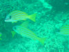 isole maldive asdu il diving foto photo informazioni notizie utili isole maldive asdu sun island resort isola di asdhoo atollo di male nord novembre 2005 by Stefano, Paola, Francesca, Roberto, Marina, Lorenzo, Silvia e Paolo