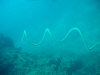asdu_diving_25.jpg (43993 byte)