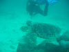 asdu_diving_26.jpg (50255 byte)