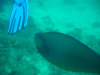 asdu_diving_29.jpg (54338 byte)