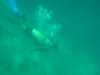 asdu_diving_37.jpg (35208 byte)