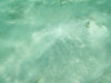 isole maldive lo snorkelling ad asdu foto photo informazioni notizie utili isole maldive asdu sun island resort isola di asdhoo atollo di male nord novembre 2005 by Stefano, Paola, Francesca, Roberto, Marina, Lorenzo, Silvia e Paolo