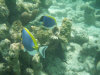 isole maldive lo snorkelling ad asdu foto photo informazioni notizie utili isole maldive asdu sun island resort isola di asdhoo atollo di male nord novembre 2005 by Stefano, Paola, Francesca, Roberto, Marina, Lorenzo, Silvia e Paolo